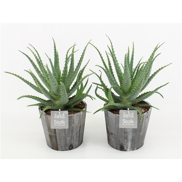 <h4>Aloe Arborescens P17 in houten pot</h4>