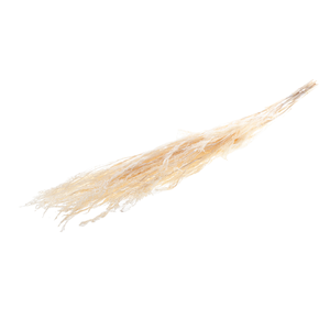 Reed Grass 10pc Bleached White