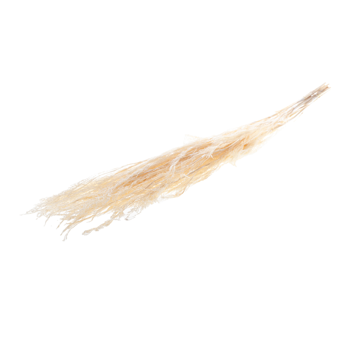 <h4>Reed Grass 10pc Bleached White</h4>