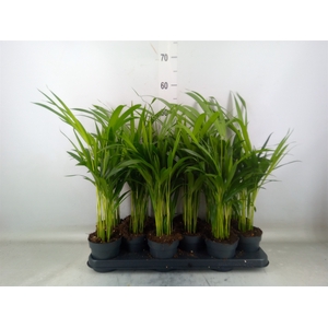 Dypsis lutescens   ...Chrysalidoca