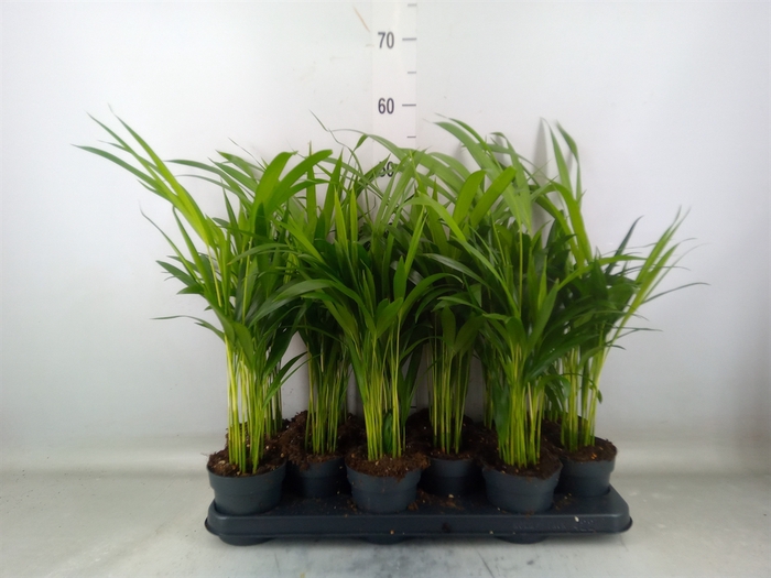 <h4>Dypsis lutescens   ...Chrysalidoca</h4>