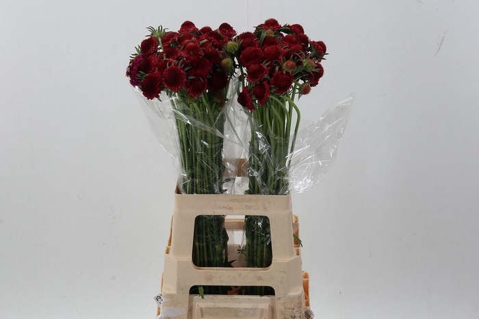 <h4>SCAB AT RASPBE SCOOP</h4>