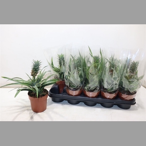 Ananas Mi Amigo