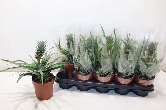 <h4>Ananas Mi Amigo</h4>