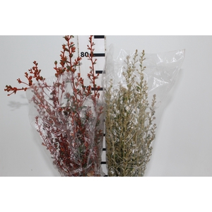 DEDO DE ANJO VARIADO