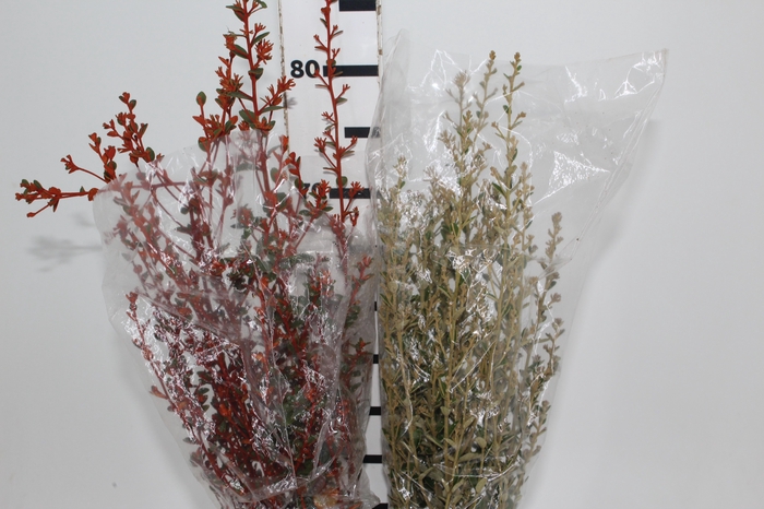 <h4>DEDO DE ANJO VARIADO</h4>