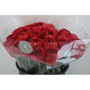 Ran Cloni Sup Terracotta