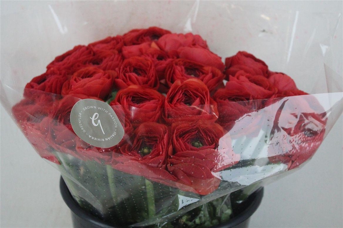 <h4>Ran Cloni Sup Terracotta</h4>