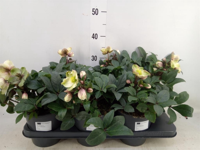 <h4>Helleborus   ...</h4>
