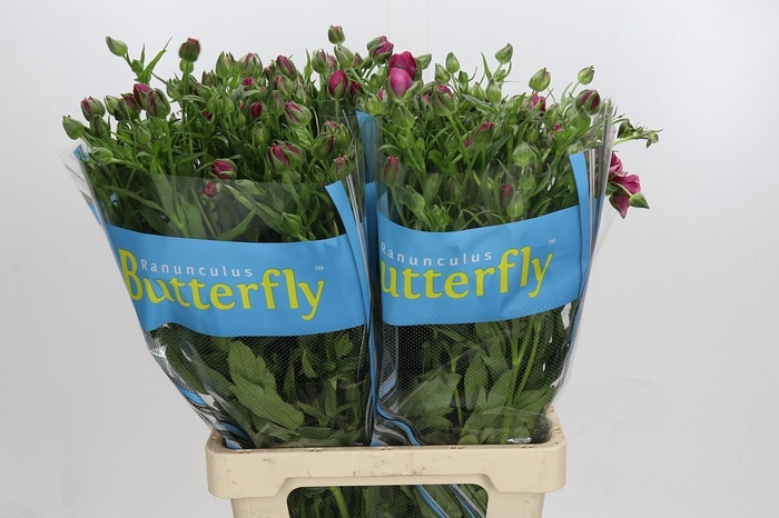 <h4>Ranunculus Butterfly Jupiter</h4>