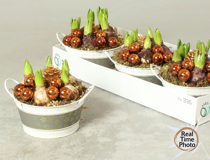 <h4>ARR HYACINTH</h4>