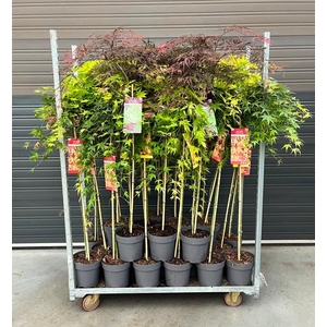 Acer Palmatum
