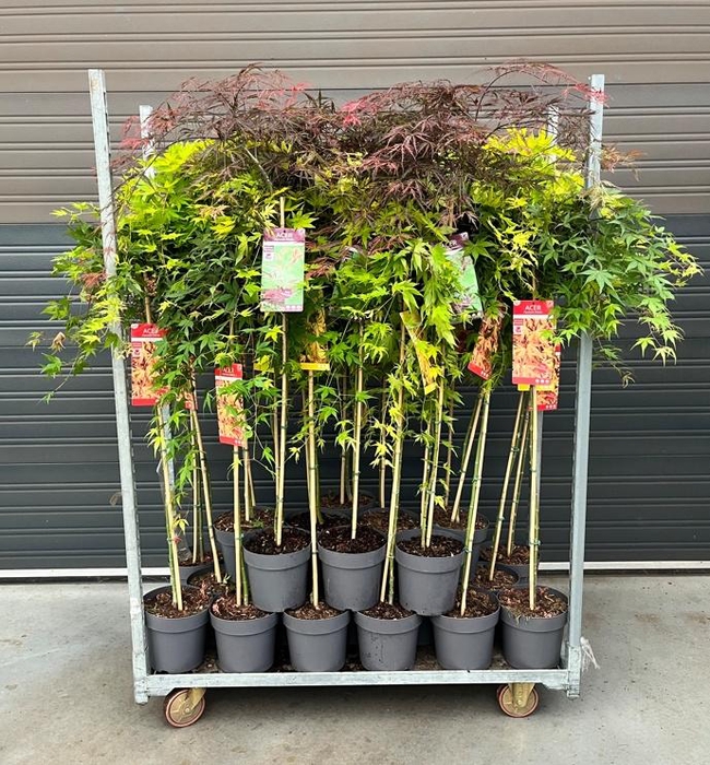 <h4>Acer Palmatum</h4>
