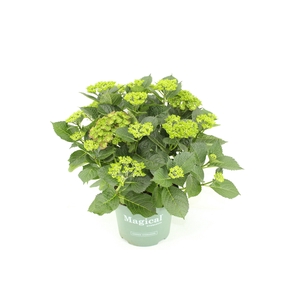 Hydrangea Magical Greenfire red