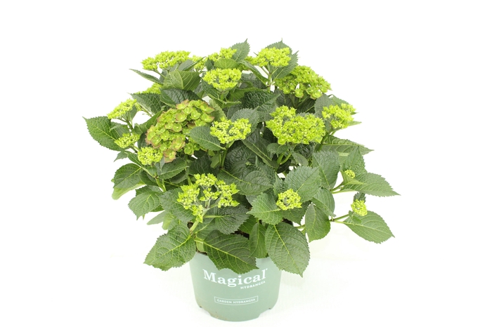 <h4>Hydrangea Magical Greenfire red</h4>