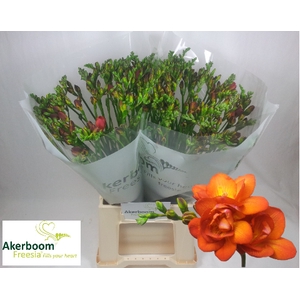 Fr Du Mandarine Akerboom