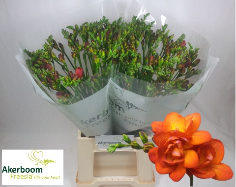 <h4>Fr Du Mandarine Akerboom</h4>