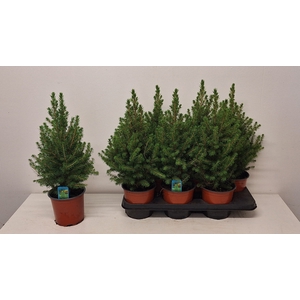 PICEA GL CONICA