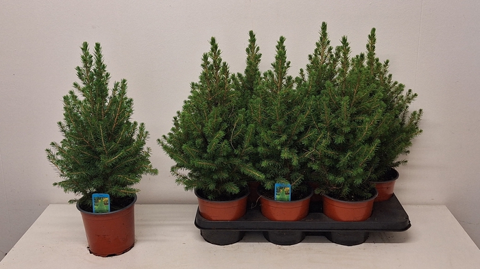 <h4>PICEA GL CONICA</h4>