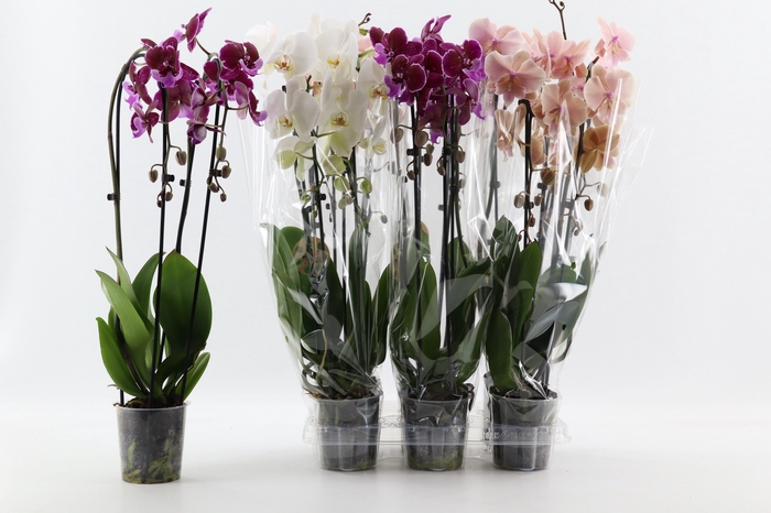 <h4>PHAL EL CASCADE</h4>