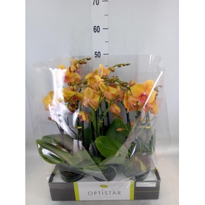 Phalaenopsis   ...orange