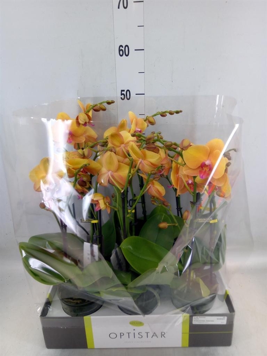 <h4>Phalaenopsis   ...orange</h4>