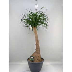 Beaucarnea recurvata