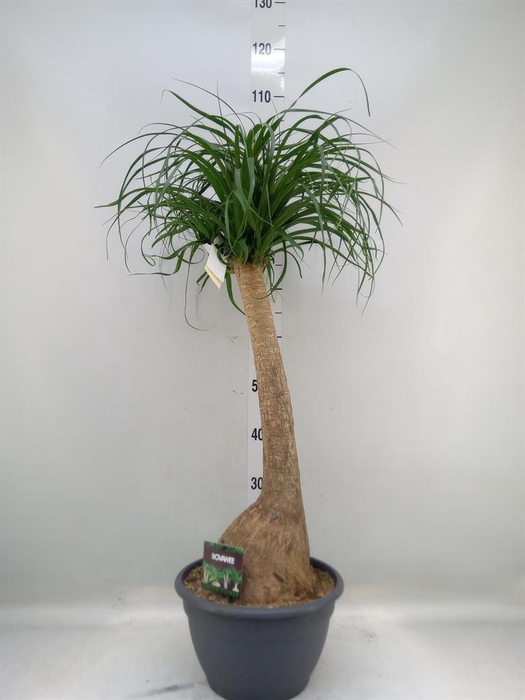 <h4>Beaucarnea recurvata</h4>