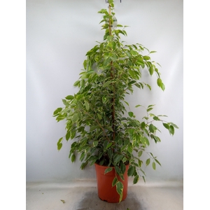 Ficus benja. 'Golden King'