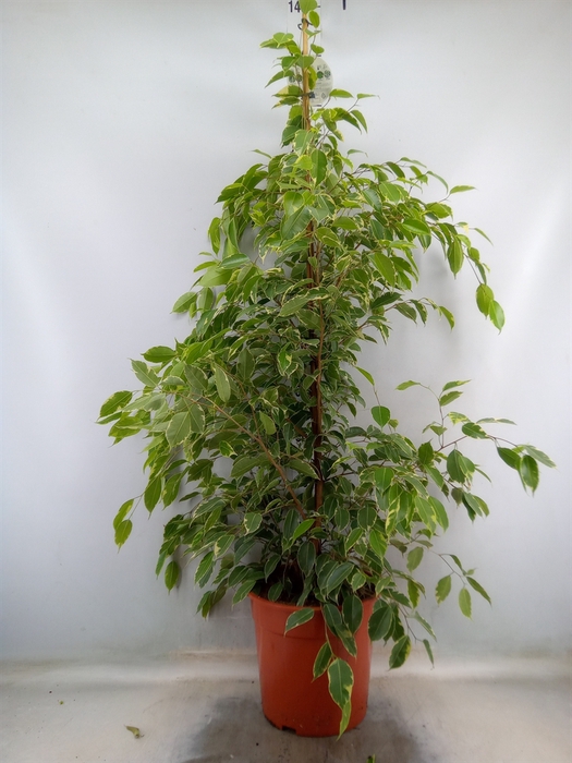 <h4>Ficus benja. 'Golden King'</h4>