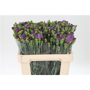 Di Te Solomio Misterlfly