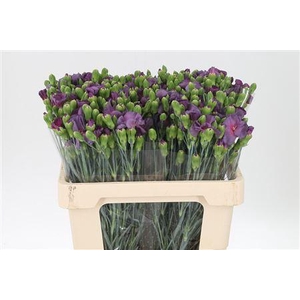 Di Te Solomio Misterlfly