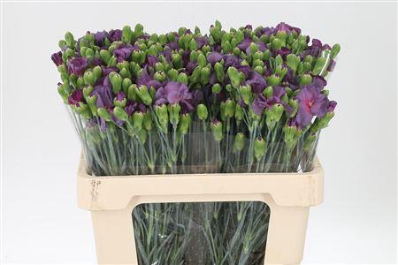 <h4>Di Te Solomio Misterlfly</h4>