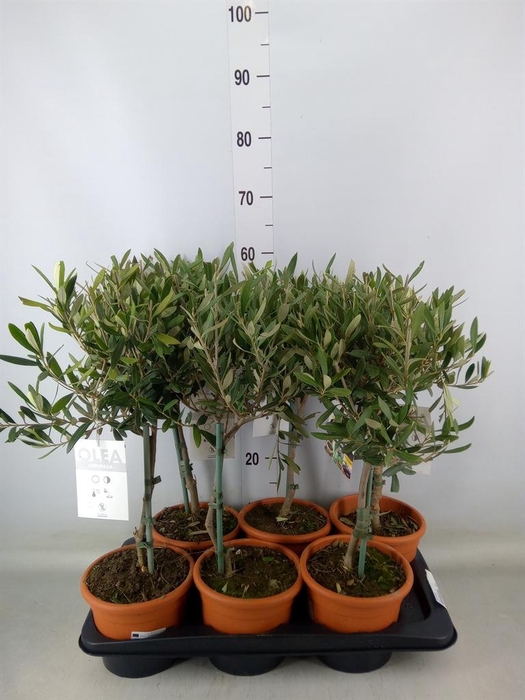 <h4>Olea europaea</h4>