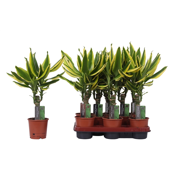 <h4>Dracaena Golden King, 11 cm pot</h4>