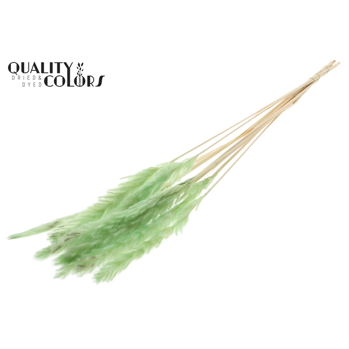 <h4>Fluffy Pampas 10pc/bunch Bleached Mint</h4>