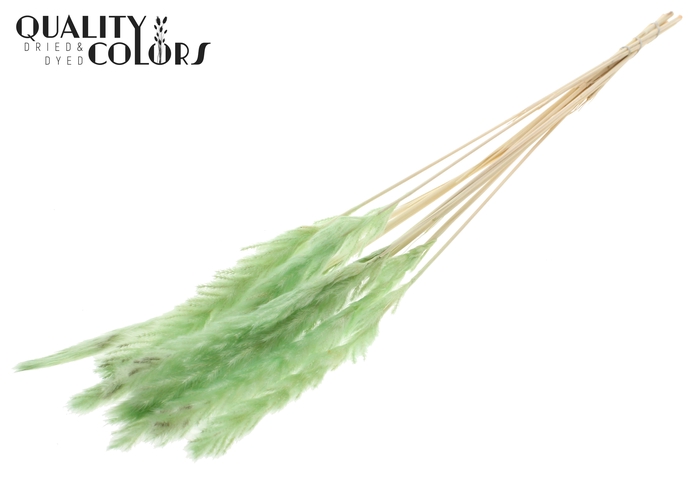 Fluffy Pampas 10pc/bunch Bleached Mint