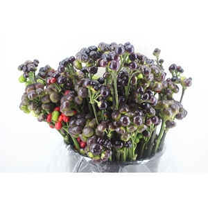 Pepers Round Black P Bunch