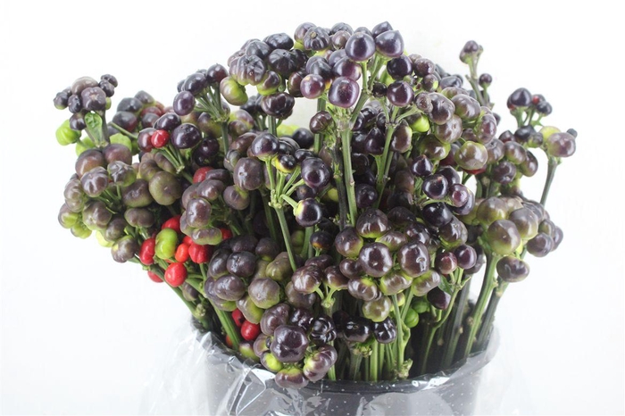 <h4>Pepers Round Black P Bunch</h4>