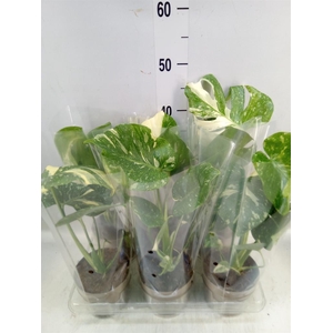 Monstera delic. 'Thai Constellatio'