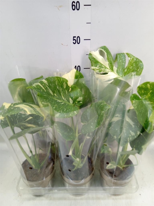 <h4>Monstera delic. 'Thai Constellatio'</h4>