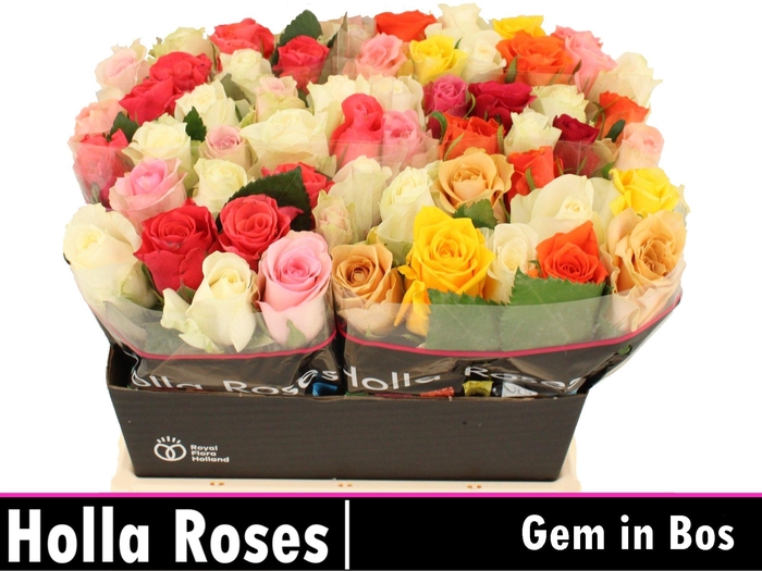 <h4>R GR GEM IN BOS</h4>