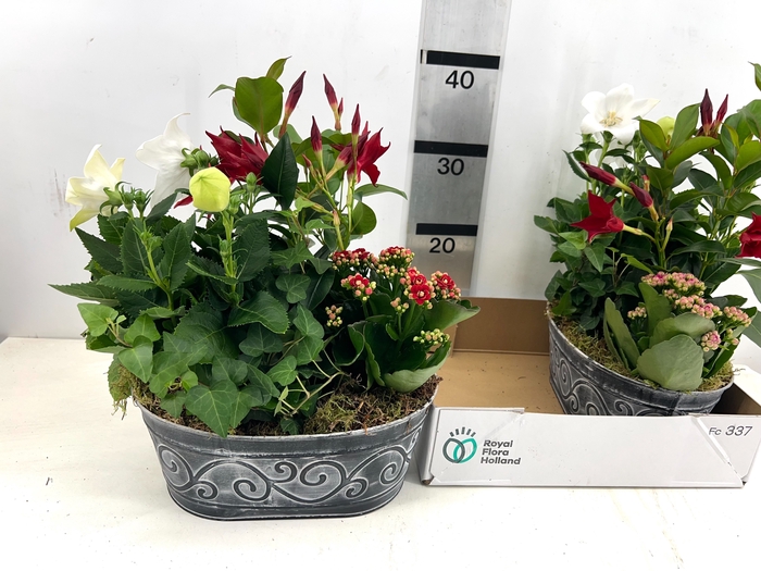 <h4>ARR TUINPLANTEN</h4>