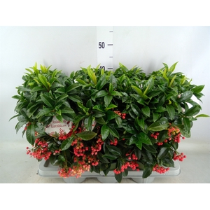 Ardisia crenata 'Bos Premium'