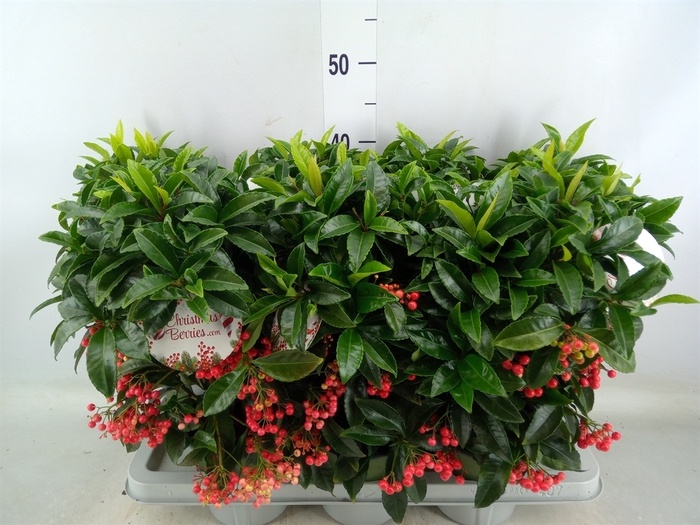 <h4>Ardisia crenata 'Bos Premium'</h4>