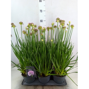 Allium  'Millenium'