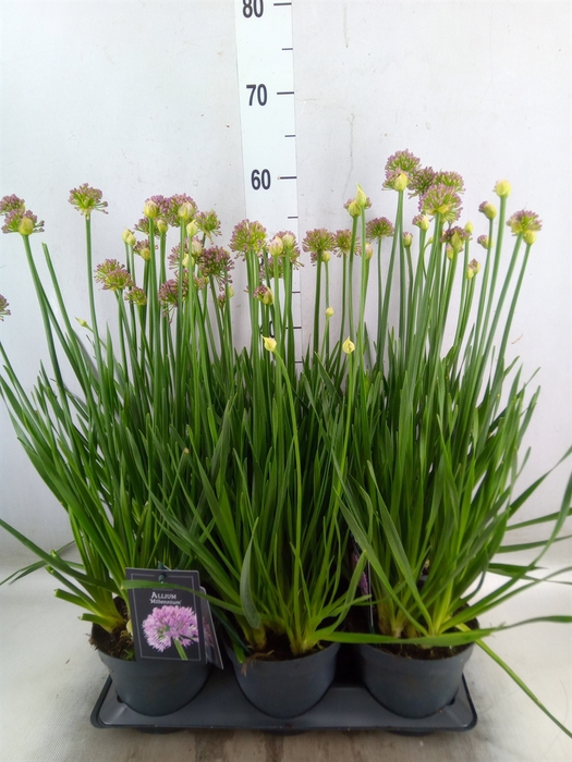 <h4>Allium  'Millenium'</h4>