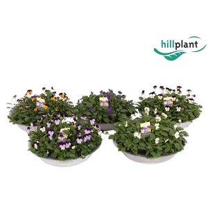 Viola cornuta mixkar zinken schaal 36 cm