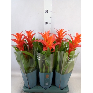 Guzmania  'Fiero Orange'