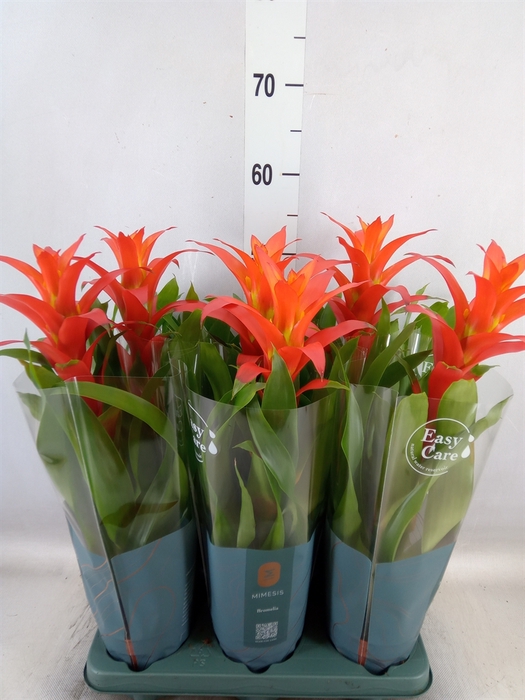 <h4>Guzmania  'Fiero Orange'</h4>